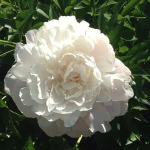 Meet your Posher, Liz